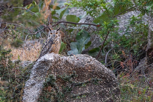 The image was made in Rajasthan, where the owl was resting on a rock during evening hours