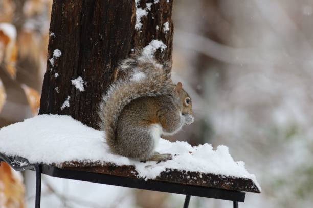 istock Closeup of the eastern gray squirrel, Sciurus carolinensis in winter. 1447324881