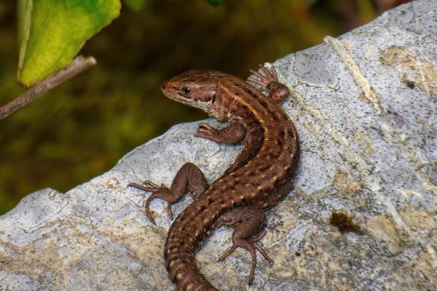 istock Lizard sunbathing on a slab of stone. 1447324929