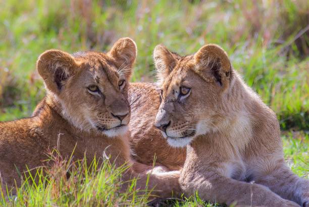 młode lwy (panthera leo) leżące na trawie w ciągu dnia w marsh pride, masai mara kenya - masai mara national reserve masai mara lion cub wild animals zdjęcia i obrazy z banku zdjęć