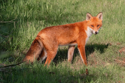 A beautiful closeup of a red fox in the forest