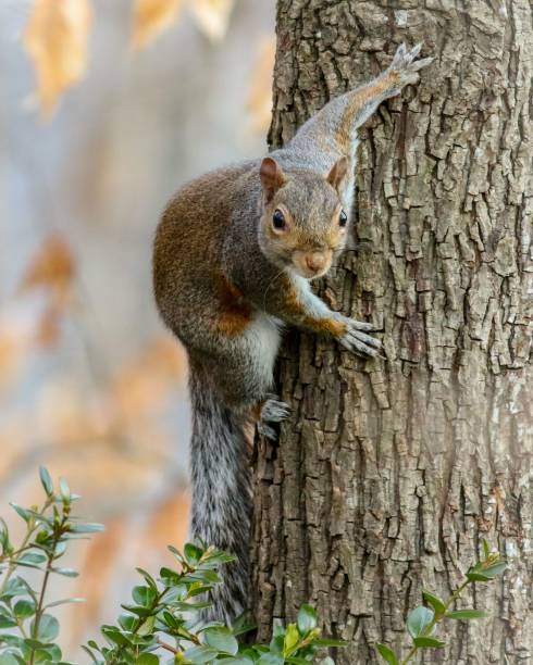 istock Vertical closeup of the eastern gray squirrel, Sciurus carolinensis on the tree trunk. 1447326345