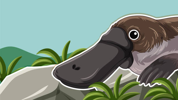Thumbnail design with platypus Thumbnail design with platypus illustration duck billed platypus stock illustrations