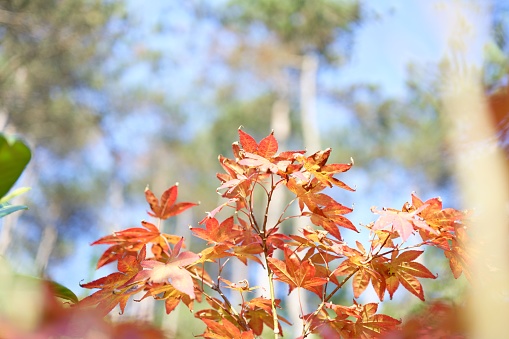 A scenic view of Fullmoon Maple leaves in a garden in Japan on a sunny day