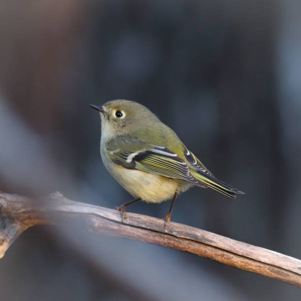 istock Vertical closeup of the ruby-crowned kinglet, Corthylio calendula on the branch. 1447327244
