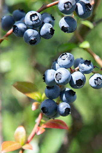 Blueberry field. Fresh organic blueberries on the bush. Vivid colors. Fresh berries on the branch on a blueberry field farm. Great bilberry. Bog whortleberry