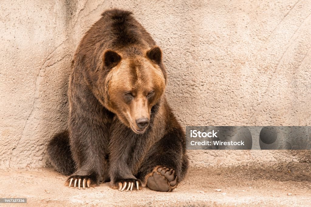Brown grizzly bear sitting on a boulder at the Cleveland Metropark Zoo in daylight A brown grizzly bear sitting on a boulder at the Cleveland Metropark Zoo in daylight Animal Stock Photo