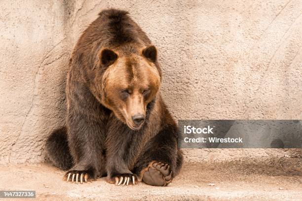 Brown Grizzly Bear Sitting On A Boulder At The Cleveland Metropark Zoo In Daylight Stock Photo - Download Image Now