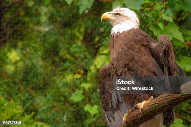 Bald Eagle Drying Out Its Wings After A Rainstorm At The Cleveland Metropark Zoo In Cleveland Stock Photo - Download Image Now