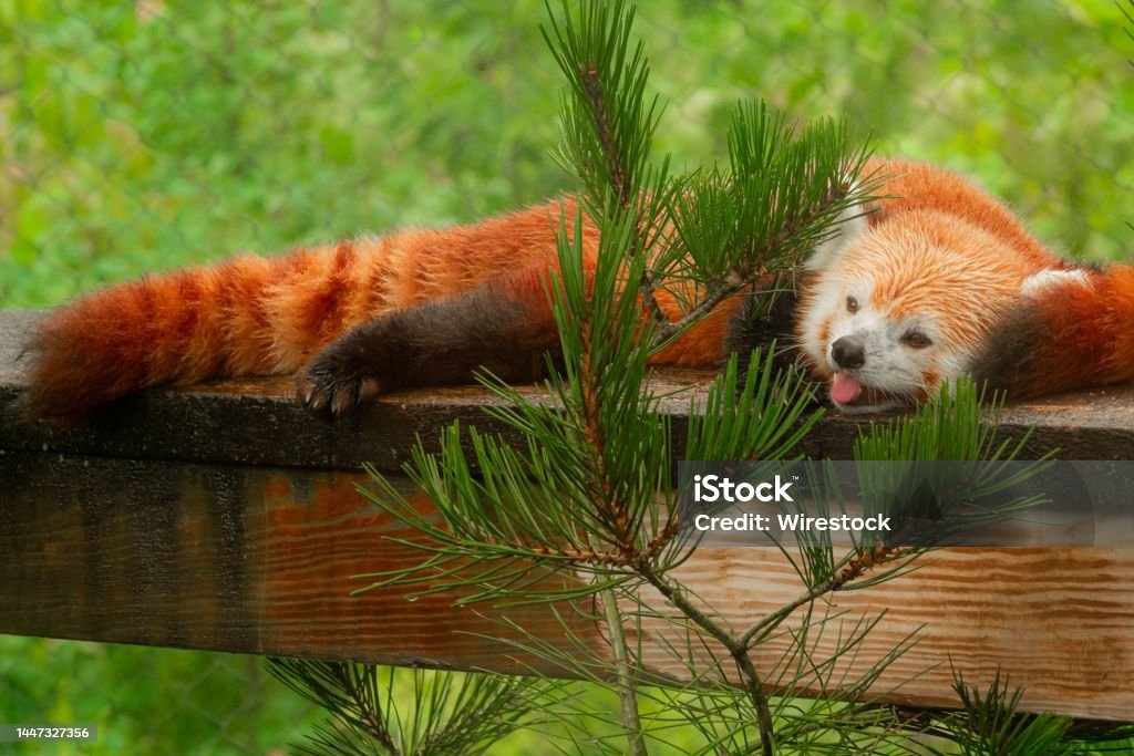 Cute red panda relaxing on a ledge at the Cleveland Metropark Zoo in Cleveland A cute red panda relaxing on a ledge at the Cleveland Metropark Zoo in Cleveland Animal Stock Photo