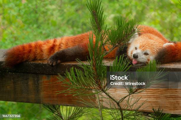 Cute Red Panda Relaxing On A Ledge At The Cleveland Metropark Zoo In Cleveland Stock Photo - Download Image Now