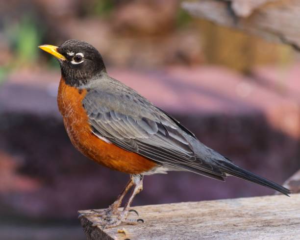 istock Closeup of the American robin, Turdus migratorius. 1447327385
