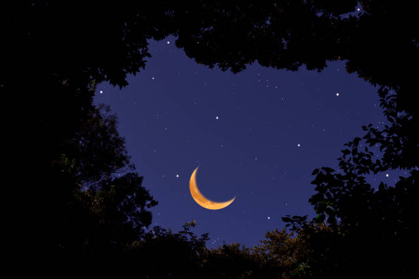 istock Looking up a crescent moon through the natural trees frame. 1447327701