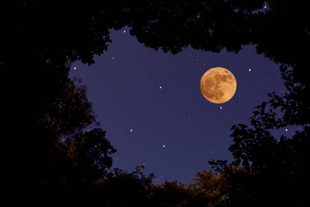 istock Looking up a full moon through the natural trees frame. 1447327702