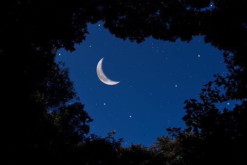 Looking up a crescent moon and lots of stars through the natural trees frame.