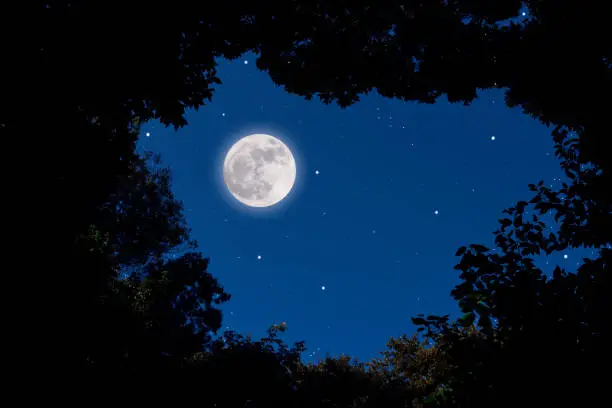 Looking up a full moon and lots of stars through the natural trees frame.