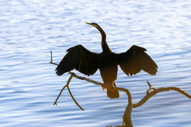 istock Large bird perched on the tree branch with the lake in the background 1447328520