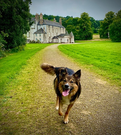 A vertical shot of a happy German shepherd running towards the camera with an old building in the background