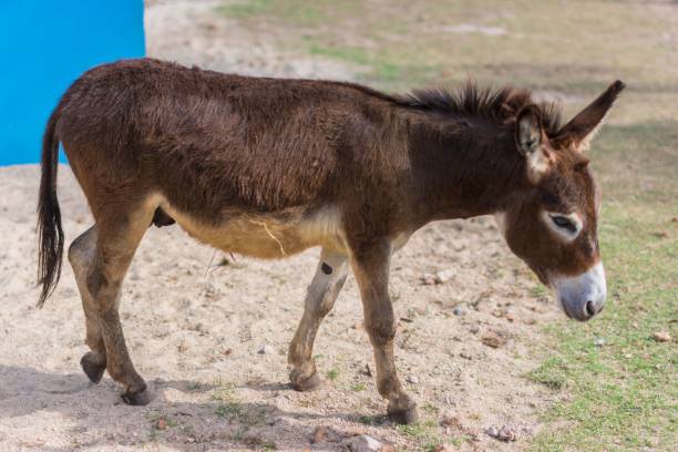 istock Small domestic donkey in the zoo 1447328606