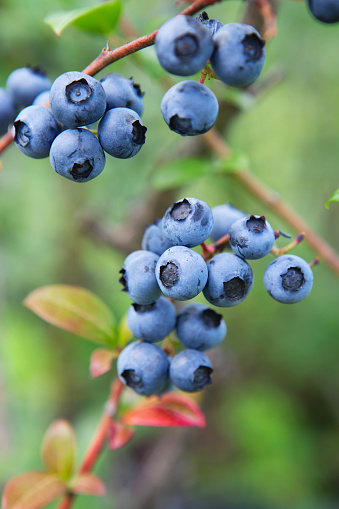 Blueberry field. Fresh organic blueberries on the bush. Vivid colors. Fresh berries on the branch on a blueberry field farm. Great bilberry. Bog whortleberry