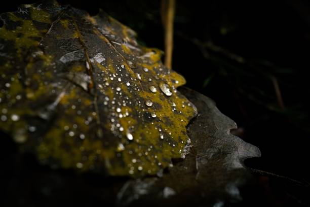 A top view of an autumnal yellow leaf covered with dew on a dark surface