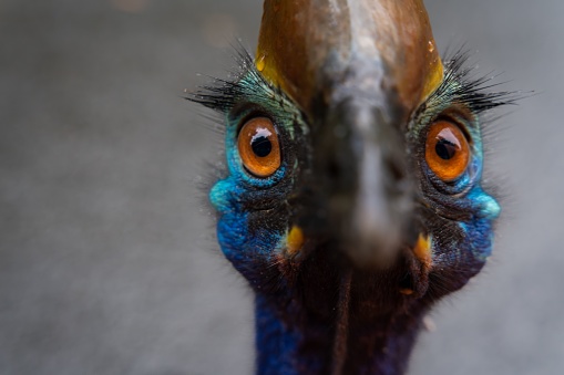 A colourful peacocks head looking at the camera and looking to the right metallic shiny looking colours of green and blue a big peacock eye with a dark background ￼￼
