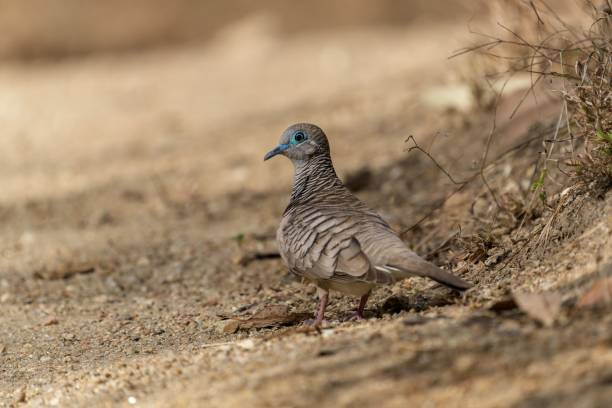 istock A small Peaceful Dove bird on a sandy ground 1447329698