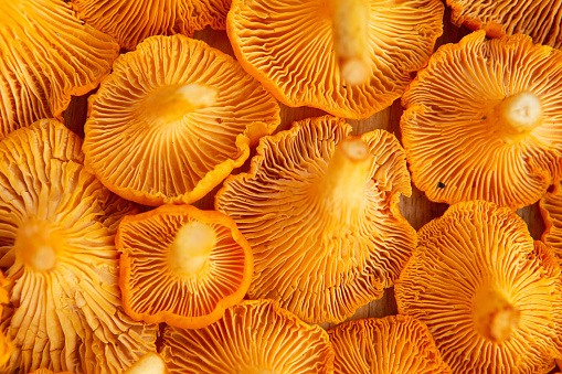 Freshly picked yellow chanterelle mushroom. Chanterelle or girolle mushrooms. Close-up of Fresh edible mushrooms. Forest orange mushrooms.