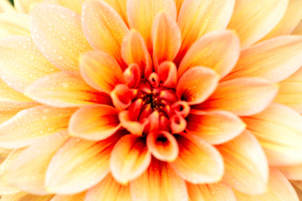 The core of a yellow-orange dahlia in drops close-up. Perfect for any design. Selective focus