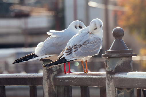Image of two seagulls perched on a railing of a city bridge