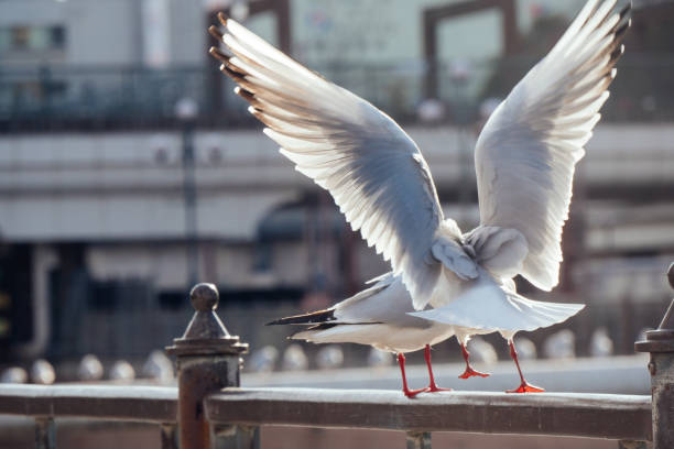 istock Image of two seagulls perched on a railing of a city bridge 1447330199