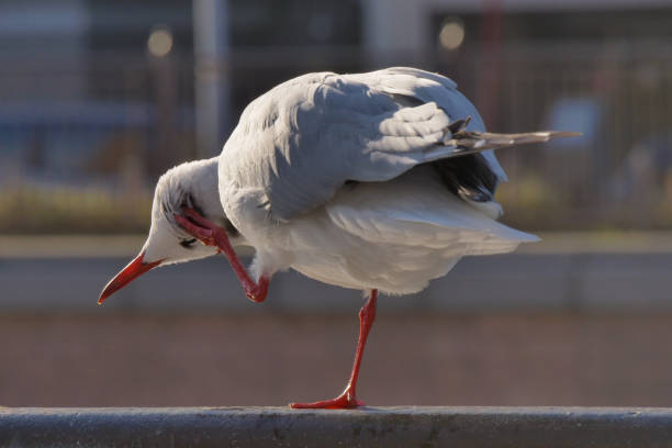 Detailed close up portrait of a beautiful young European herring seagull in Merseyside, UK