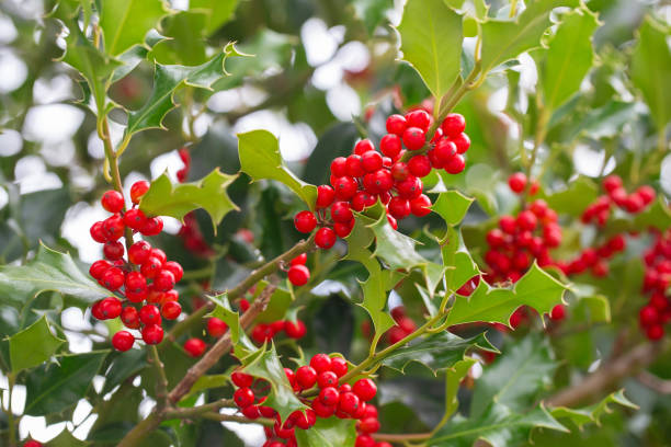 크리스마스 홀리 붉은 열매, ilex aquifolium 식물. 성숙한 붉은 열매와 홀리 녹색 단풍. 일렉스 아퀴폴리움 또는 크리스마스 홀리. 녹색 잎과 빨간 베리 크리스마스 홀리, 닫다 - winterberry holly 뉴스 사진 이미지