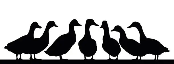 Vector illustration of Ducks graze in pasture. Picture silhouette. Farm pets. Domestic poultry. Isolated on white background. Vector