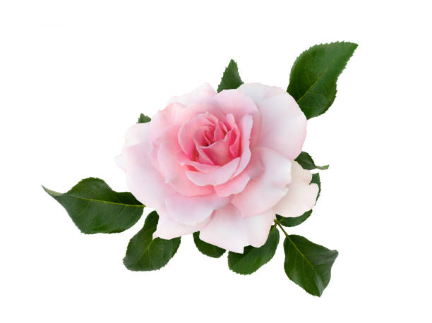 istock Delicate pink roses with a green leaves 1447341939