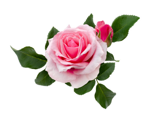 istock Delicate pink roses with a green leaves 1447341960