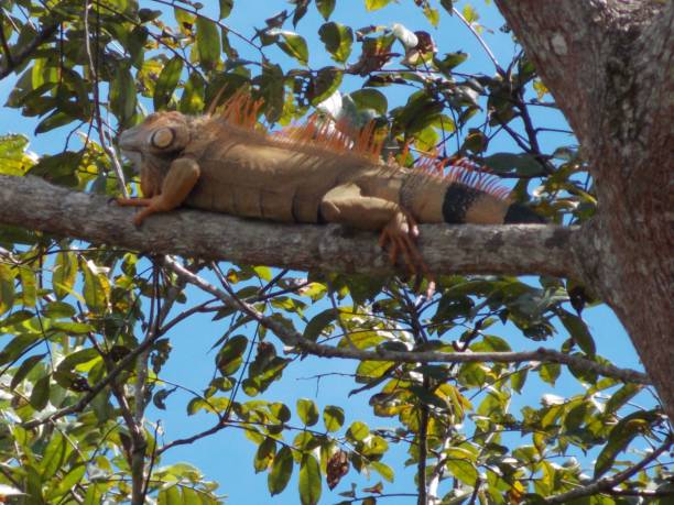 istock A Green iguana sitting on a branch of a tree 1447342292