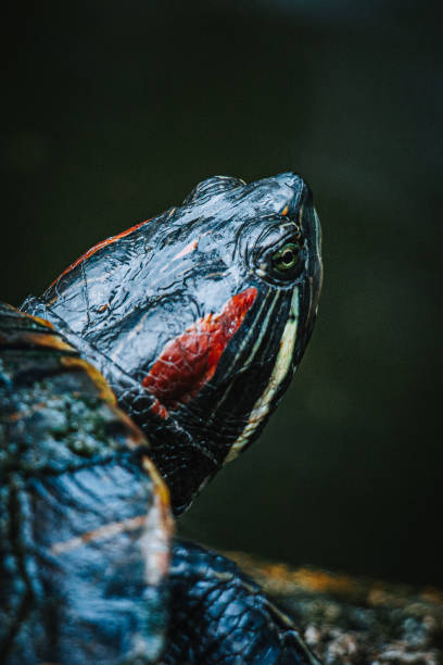istock Turtles near a lake 1447343139