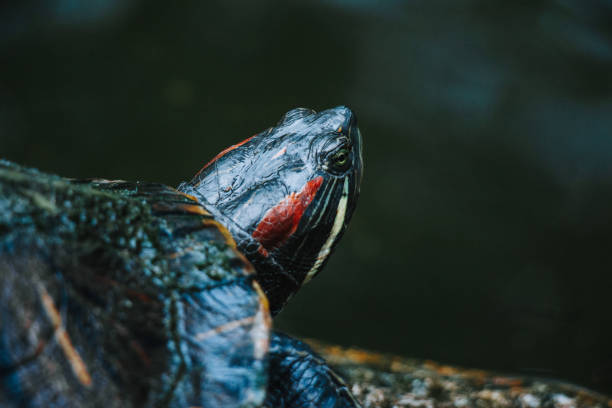 istock Turtles near a lake 1447343142