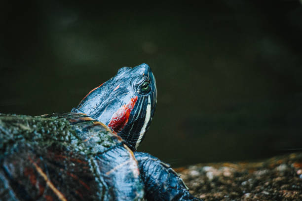 istock Turtles near a lake 1447343144