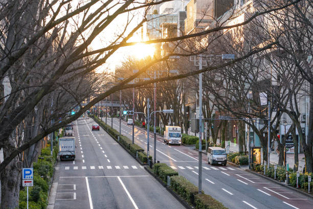 冬の朝日を浴びた表参道ケヤキ - omotesando hills ストックフォトと画像