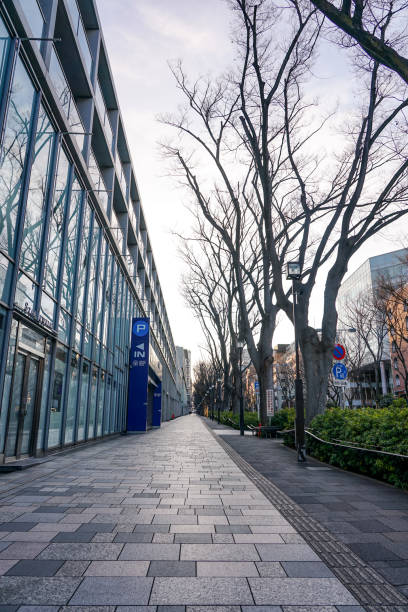 omotesando zelkova árboles bañados por el sol de la mañana de invierno - omotesando hills fotografías e imágenes de stock