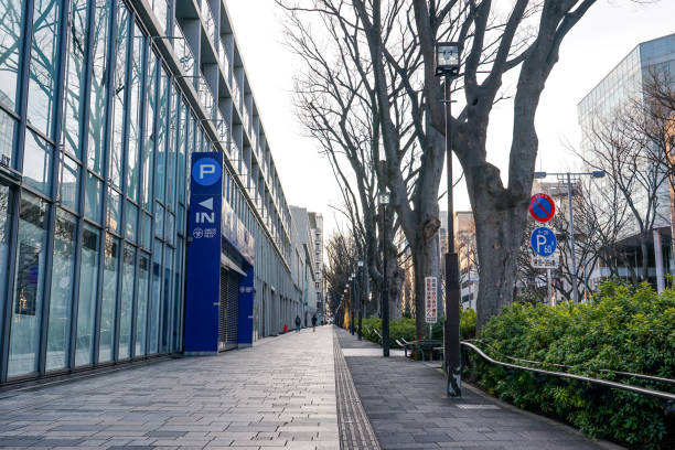 omotesando zelkova árboles bañados por el sol de la mañana de invierno - omotesando hills fotografías e imágenes de stock