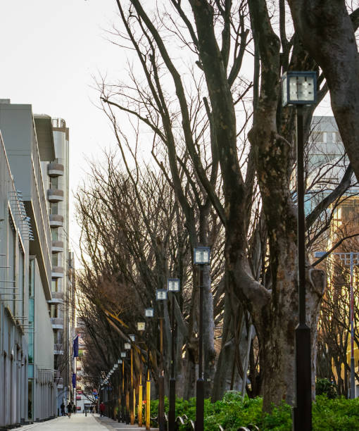 omotesando zelkova bäume in der wintermorgensonne gebadet - omotesando hills stock-fotos und bilder