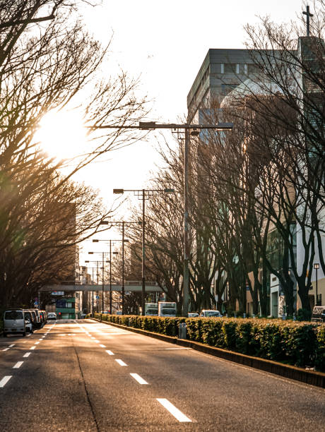 omotesando zelkova árboles bañados por el sol de la mañana de invierno - omotesando hills fotografías e imágenes de stock