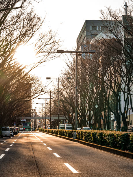 Omotesando zelkova trees bathed in the winter morning sun