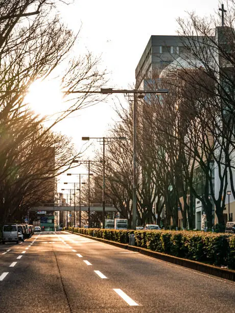 Photo of Omotesando zelkova trees bathed in the winter morning sun