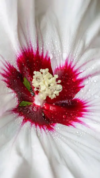 Hibiscus flower wallpaper