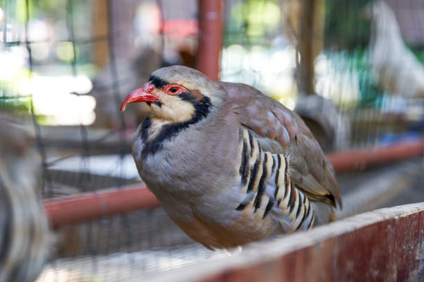 istock Partridge birds reared in a farm 1447347798