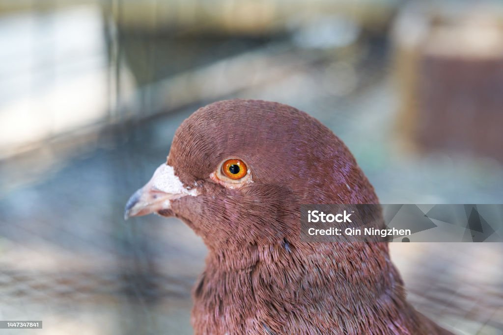 Close-up of pigeons raised in a farm Eye Stock Photo
